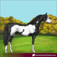 Horse Color:Black Frame 