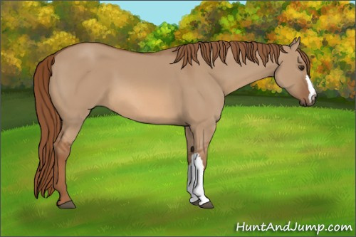Horse Color:Red Dun