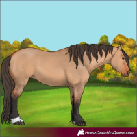 Horse Color:Bay Dun