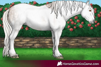 Horse Color:Gray Silver Black Pearl Tobiano 