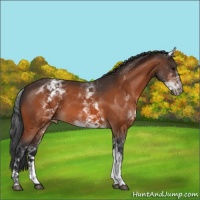 Horse Color:White Spotted Bay Appaloosa 