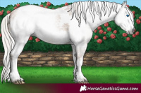 Horse Color:Gray Silver Black Pearl Tobiano Frame