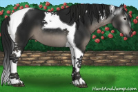 Horse Color:Gray Black Tobiano