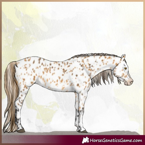 Horse Color:Palomino Appaloosa  and Buckskin Appaloosa 