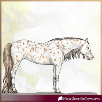 Horse Color:Palomino Appaloosa  and Buckskin Appaloosa 