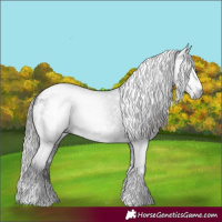 Horse Color:Gray White Spotted Black Appaloosa 