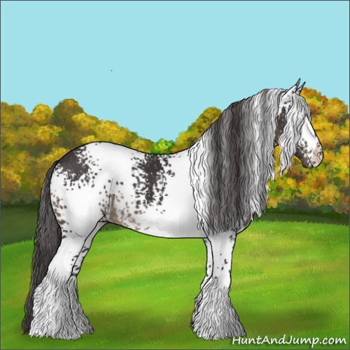 Horse Color:White Spotted Smoky Black