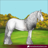 Horse Color:Gray White Spotted Brown 