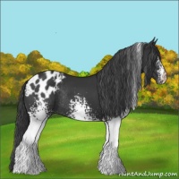 Horse Color:White Spotted Black Appaloosa Rabicano 