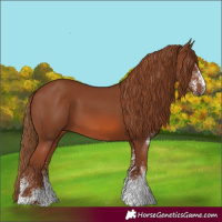 Horse Color:White Spotted Chestnut 