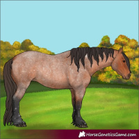 Horse Color:Bay Roan 