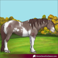 Horse Color:Chocolate Grullo Sabino Tobiano