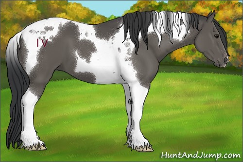 Horse Color:Black Tobiano 