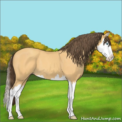 Horse Color:Amber Cream Champagne Splash 