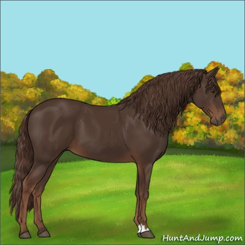 Horse Color:Liver Chestnut 