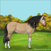 Horse Color:Gray Bay Dun Tobiano Rabicano 
