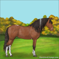Horse Color:Bay Tobiano Varnish Rabicano 