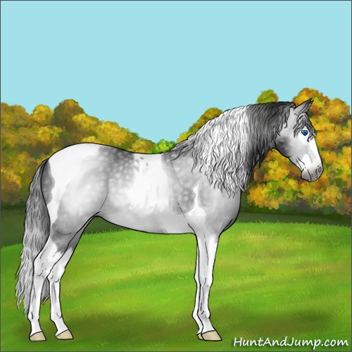 Horse Color:Gray Black Splash Tobiano 