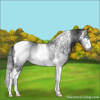 Horse Color:Gray Black Splash Tobiano 
