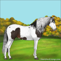 Horse Color:Gray Brown Splash Tobiano 