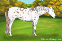 Horse Color:Chestnut Splash Tobiano Appaloosa 