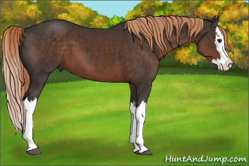 Horse Color:Liver Chestnut Splash 