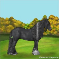Horse Color:Black Sabino 