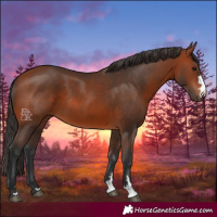 Horse Color:Bay 