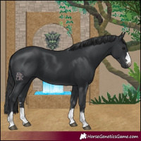 Horse Color:Black 