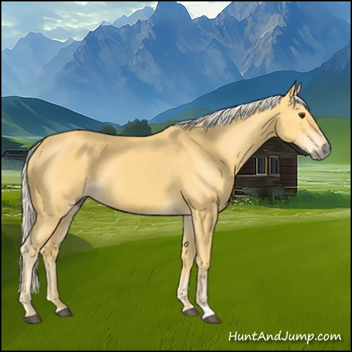 Horse Color:Palomino 