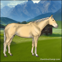 Horse Color:Palomino 