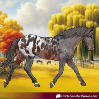 Horse Color:Brown Appaloosa 