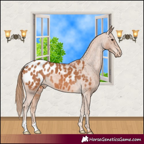 Horse Color:Chestnut Appaloosa 