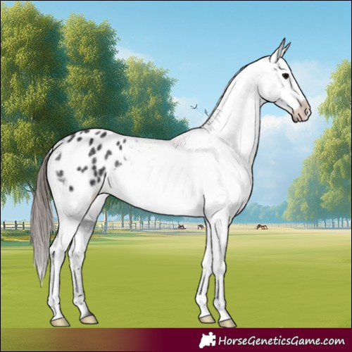 Horse Color:Black Appaloosa 