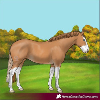 Horse Color:Chestnut Splash 