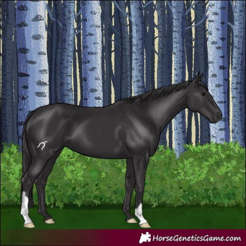 Horse Color:Smoky Black 
