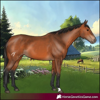 Horse Color:Bay 