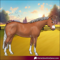 Horse Color:Silver Bay 