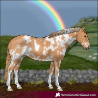 Horse Color:White Spotted Chestnut