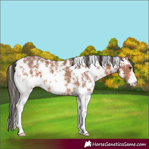 Horse Color:Bay Sabino 