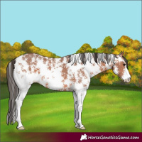 Horse Color:Bay Sabino 