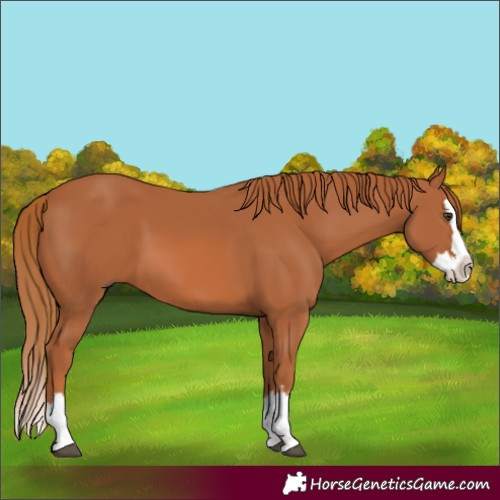 Horse Color:Chestnut Splash 