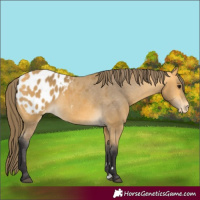 Horse Color:Buckskin Appaloosa 