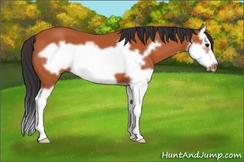 Horse Color:Bay Splash Frame