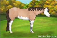 Horse Color:Sable Champagne Splash