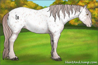 Horse Color:Platinum Chestnut Pearl Sabino Appaloosa 