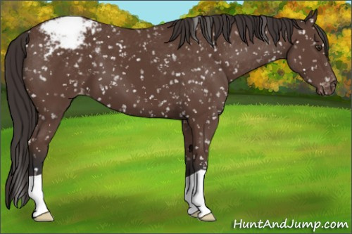 Horse Color:Bay Appaloosa 
