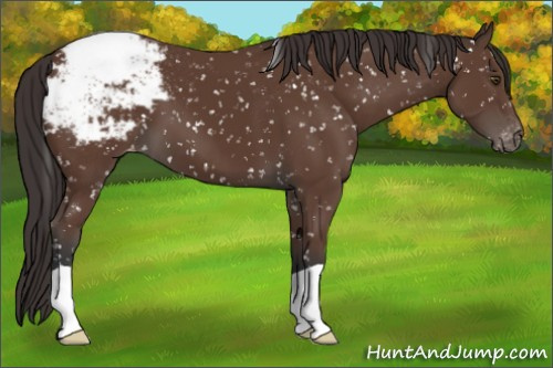 Horse Color:Bay Appaloosa