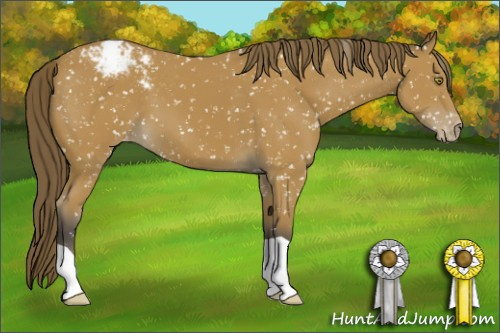 Horse Color:Buckskin Appaloosa 