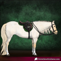 Horse Color:Palomino Roan Dun Tobiano 